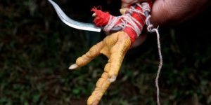 Cách Nuôi Gà Đá Chân Mạnh – Bí Quyết Tạo Cú Đá Chí Mạng