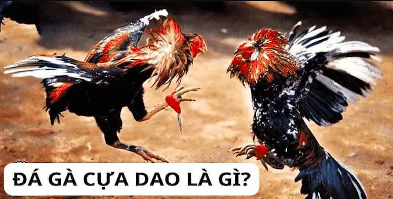 Cấu tạo và các loại đá gà cựa dao phổ biến