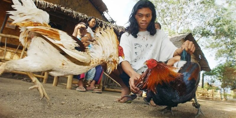 Gà Peru khổng lồ trắng tuyền