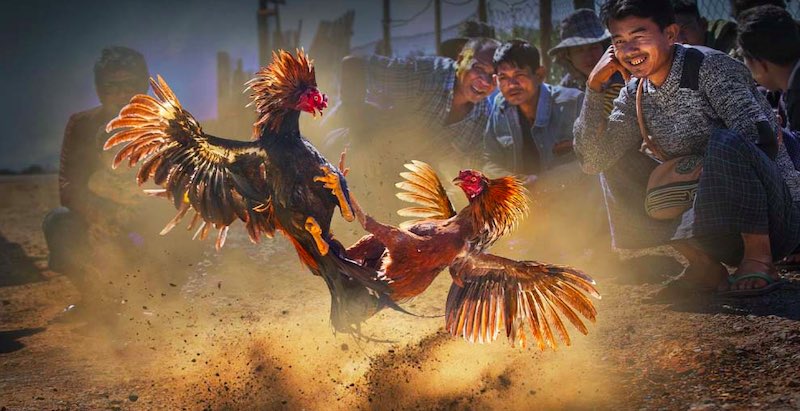 Đá gà cựa sắt tốc độ cao